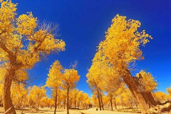 想去额济纳看胡杨林,有没有比较好的团推荐